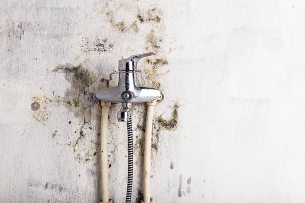 Best Residential Mold Removal  in Sarasota Springs, FL