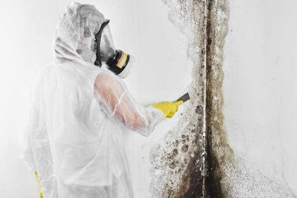 Best Local Mold Removal Service  in Sarasota Springs, FL