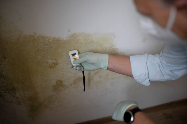 Sarasota Springs, FL Mold Removal Company