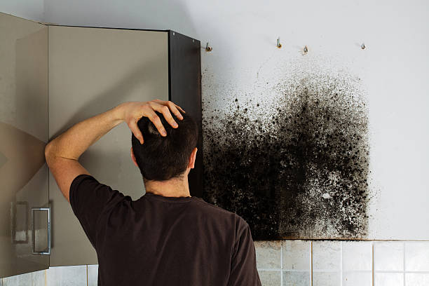 Home Mold Removal in Sarasota Springs, FL