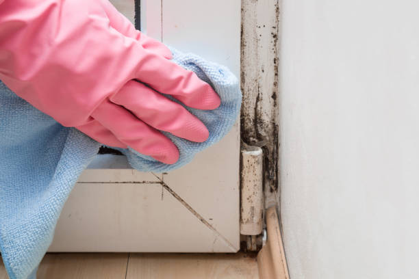 Best Black Mold Removal  in Sarasota Springs, FL