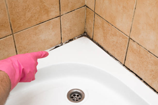 Best Attic Mold Removal  in Sarasota Springs, FL